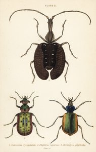 Orman tırtılı avcısı, Calosoma sycophanta 1, yer böceği, Elaphrus riparius 2 ve keman böceği, Mormolyce phyllodes 3 by English School