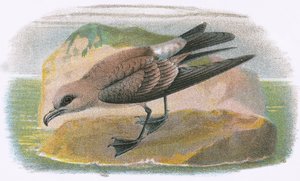 çatal kuyruklu Petrel by English School