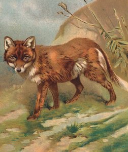 Tilki (renkli lito) by English School