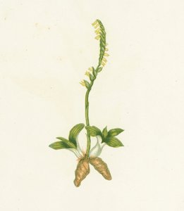 Kokulu Ladys Bukleler, Neottia Spiralis by English School