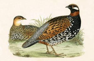 Francolin, Charles Robert Bree (1811-86) tarafından 