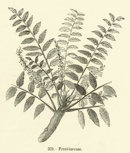 Buhur (gravür) by English School