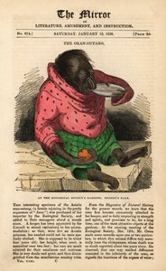13 Ocak 1838 tarihli Ayna'nın ön sayfası, Londra, Regent's Park'taki Zooloji Derneği Bahçelerine bir Orangutanın gelişini kutluyor (renkli gravür) by English School