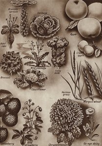 Meyveler, sebzeler ve çiçekler ve bunların yetiştirildikleri yabani çeşitler (lito) by English School