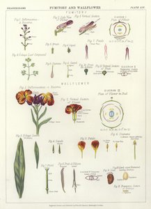 Fumitory ve Wallflower by English School