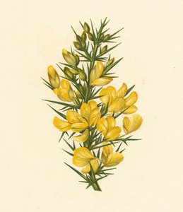 Furze, Ulex Europaeus (renkli lito) by English School