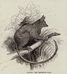 Galago (gravür) by English School