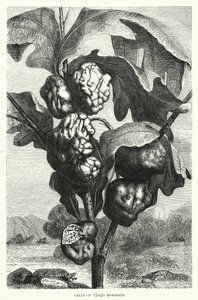 Cynips terminalis