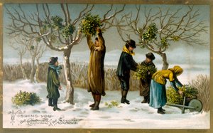 ökseotu toplama by English School