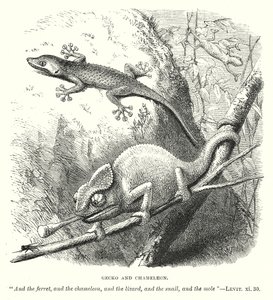 Gecko ve Bukalemun (gravür) by English School