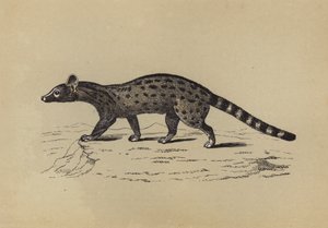 Genet (renkli lito) by English School