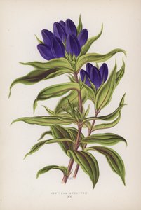 Gentiana Andrewsii (renkli lito) by English School