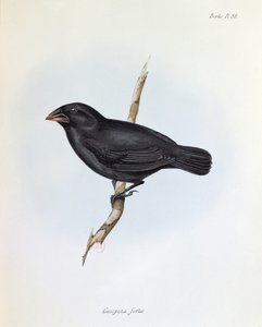 Geospiza Fortis, The Zoology of the Voyage of H.M.S. Beagle, 1832-36, Charles Darwin (1809-92), 1840 by English School