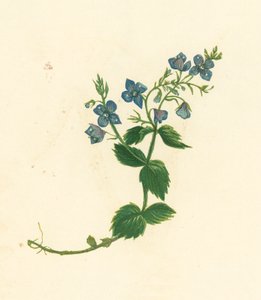 Germander Speedwell, Veronica Chamaedrys (renkli lito) by English School