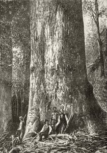 Giant Gum Tree, c.1880, from 