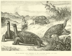 Galapagos Adaları