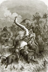 Giraffe and lions by English School