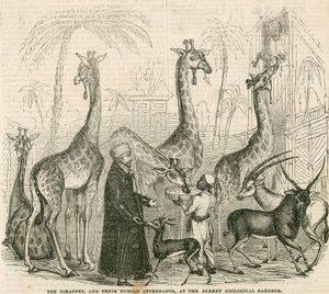 Zürafalar ve Nubian görevlileri, Londra Surrey Hayvanat Bahçeleri