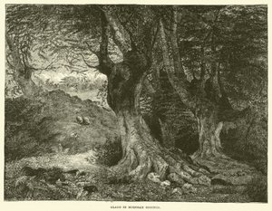 Burnham Beeches