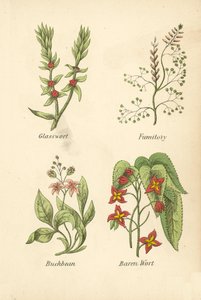 Glasswort, Fumitory, Buckbean, Baren Wort (renkli lito) by English School