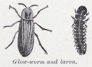Kızdırma solucanı ve larva (lito) by English School