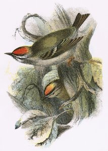 Goldcrest (altta) ve Firecrest (üstte) by English School