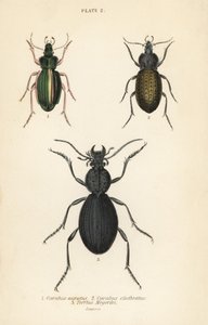 Altın yer böceği, Carabus auratus 1, yer böceği, Carabus clathratus 2 ve büyük siyah yer böceği, Tefflus megerlei by English School