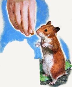 Golden hamster by English School
