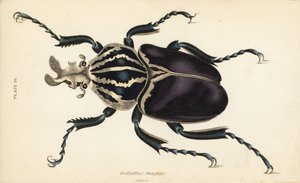 Goliath böceği, Goliathus goliatus (Goliathus magnus) by English School