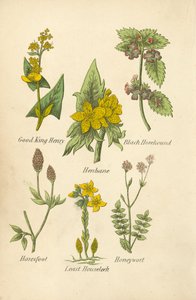 Good King Henry, Banotu, Kara Horehound, Haresfoot, Least Houseleek, Honeywort (renkli lito) by English School