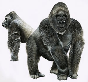 Goriller by English School