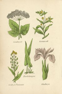 Goutwort, Gromwell, Hartstongue, Zevk Altını, Gladwyn by English School