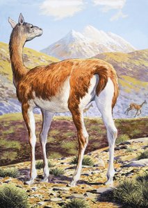 zarif Guanacos by English School