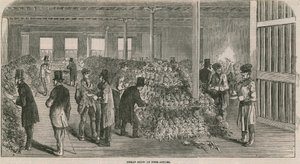 Harika ananas gösterisi by English School