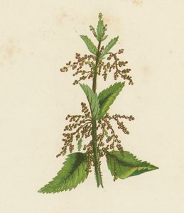 Yeşil Isırgan, Urtica Dioica (renkli lito) by English School