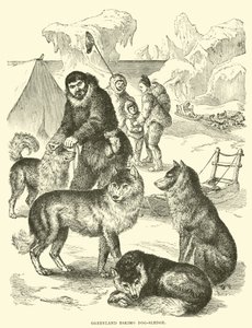 Grönland Eskimo köpek kızağı by English School