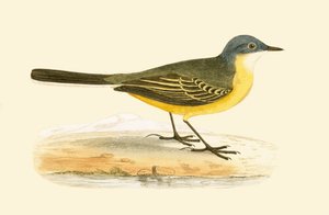 Gri Başlı Sarı Kuyruksallayan, Charles Robert Bree (1811-86) tarafından 