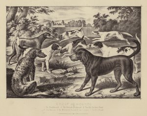 Av Köpekleri Grubu (renkli taş) by English School