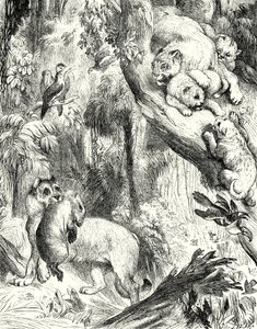 Pumas Grubu (gravür) by English School