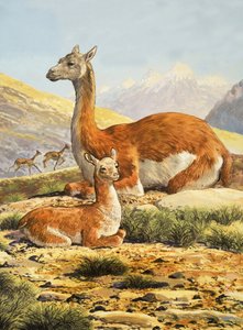 Guanacos by English School