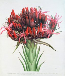Gymea Lily, 1826 (kağıt üzerinde wc) by English School