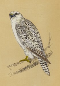 Gyr-Falcon (renkli taş) by English School
