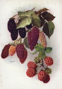Hardy Berry-Bearing Fruits (renkli lito) by English School