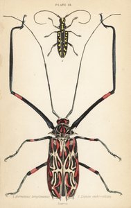 Harlequin böceği, Acrocinus longimanus 1 ve düz yüzlü uzun boynuz böceği, Taeniotes subocellatus 2 by English School