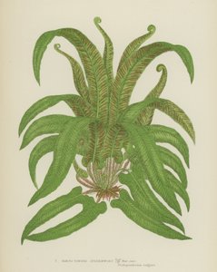 Harts-Tongue Spleenwort (renkli lito) by English School