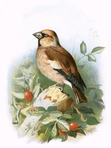 alıç