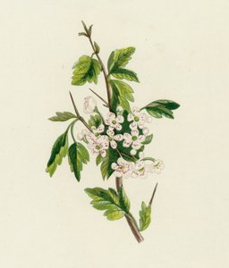 Alıç, Crataegus Oxyacantha by English School
