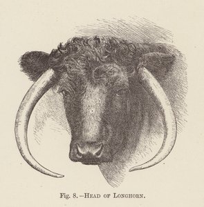 Longhorn