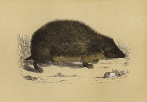 Hedge-Hog (renkli taş) by English School