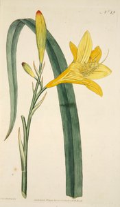 Hemerocallis Flava Sarı Gün Zambak, pub. 1796 el renkli gravür. by English School